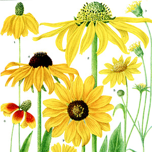 Flowers: Wildflower Groupings