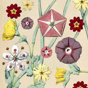 Flower Diagrams