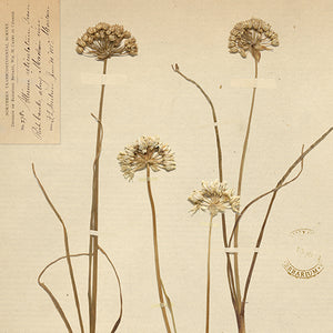 Flowers and Plants, Pressed