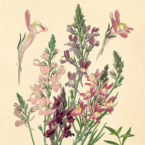 Flowers 1890s