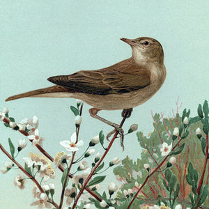 Birds with Backgrounds, 1880s