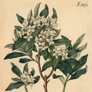 Flowers 1865