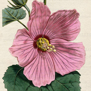 Flowers: 1700s