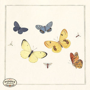 Pdxc21037 -- Butterflies & Bugs Color Illustration