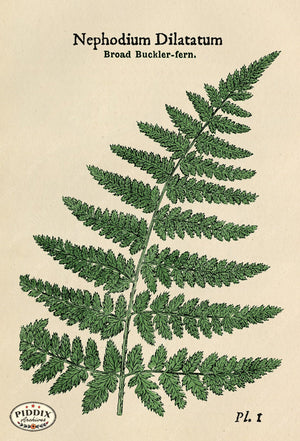 Pdxc21135C -- Ferns Broad Buckler Fern Color Illustration