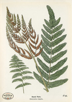 Pdxc21178 -- Ferns Royal Fern Color Illustration