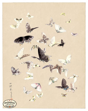 Pdxc21194 -- Butterflies & Moths Japanese Color Illustration