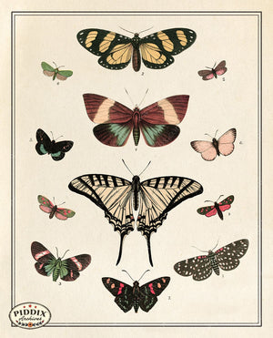 Pdxc21195 -- Butterflies & Moths Color Illustration