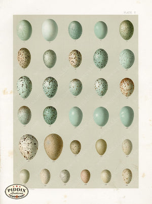 Pdxc22084 -- Birds Eggs Color Illustration