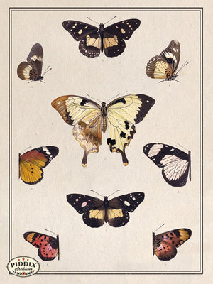 Pdxc2340 -- Butterflies & Bugs Color Illustration