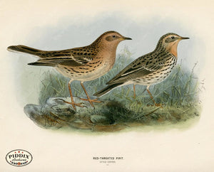 PDXC1253 -- Birds