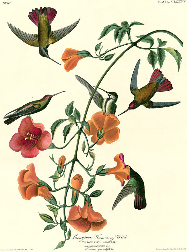 PDXC20719 -- Audubon Mangrove Humming Bird - piddix