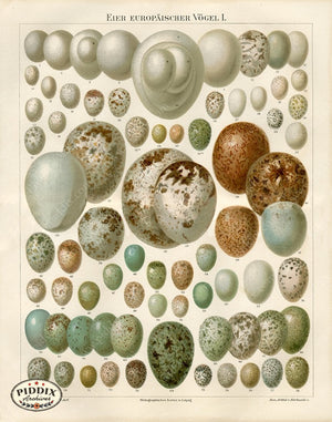 PDXC5770 -- Bird Eggs