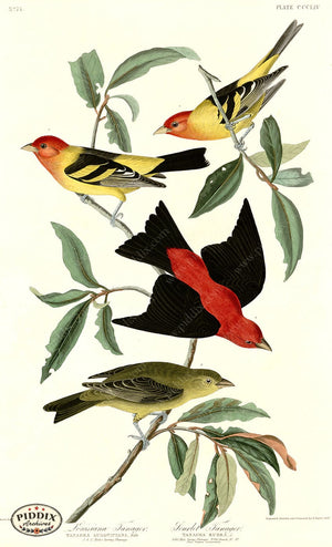 Copy Of Pdxc20889 -- Audubon Scarlet Tanager Color Illustration