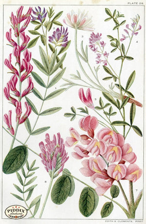 Flowers Pdxc11402 Color Illustration
