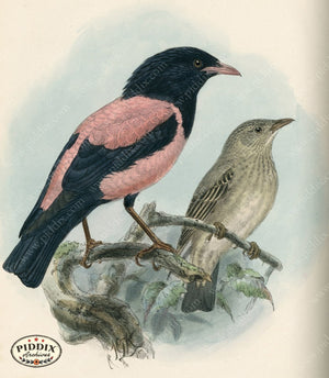 Pdxc1448 -- Birds Color Illustration