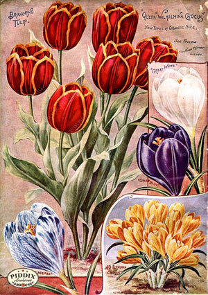 Pdxc1500 -- Flower Seed Catalogs Color Illustration