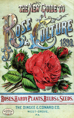 Pdxc1523 -- Vintage Rose Culture Catalogs Color Illustration
