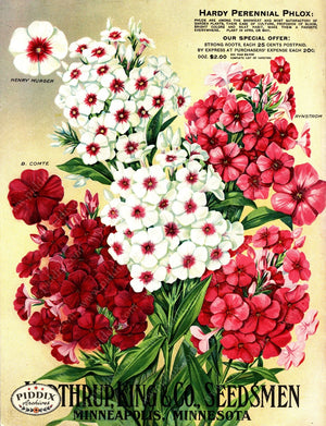 Pdxc1560 -- Flower Seed Catalogs Color Illustration
