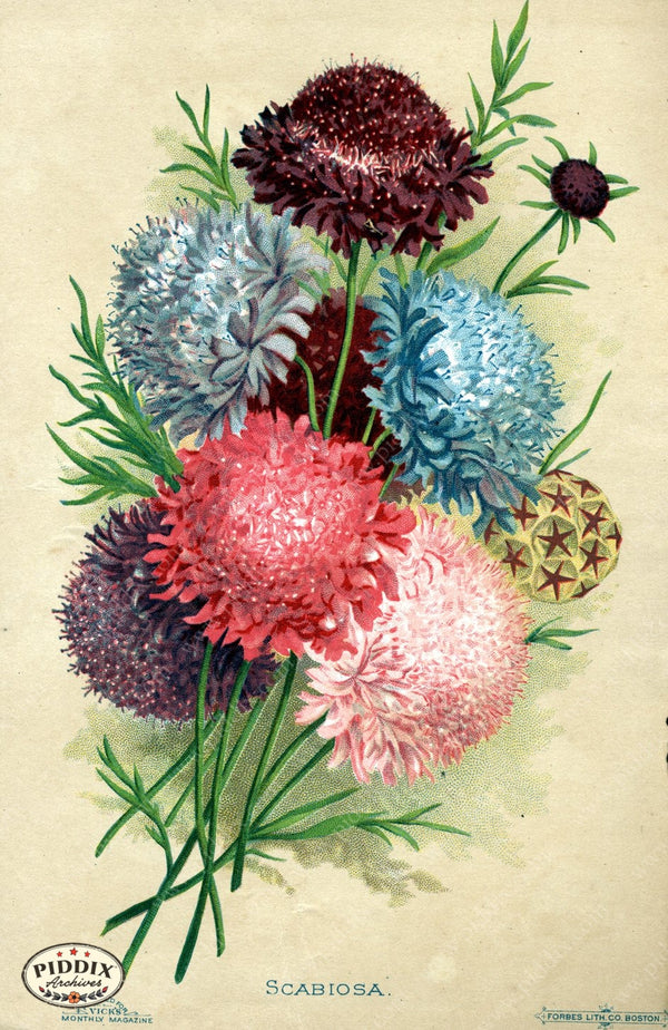 flower seed magazine PDXC1571 -- Flower Seed Catalogs