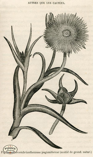 PDXC17534 -- Cacti Desert Flowers & Succulents Black & White Engraving