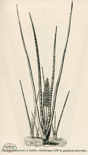 PDXC17536 -- Cacti Desert Flowers & Succulents Black & White Engraving