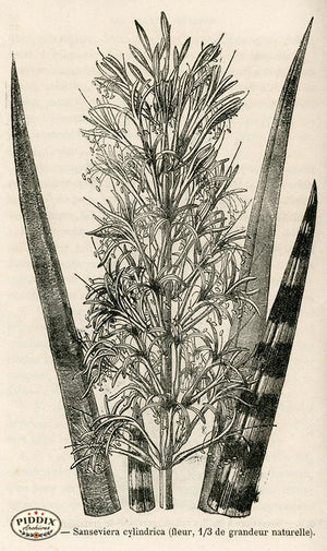 PDXC17537 -- Cacti Desert Flowers & Succulents Black & White Engraving