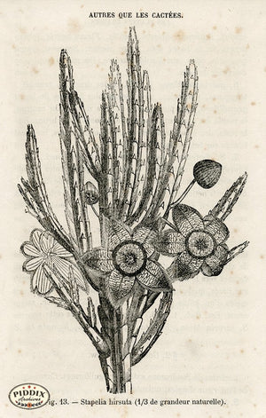 PDXC17539 -- Cacti Desert Flowers & Succulents Black & White Engraving