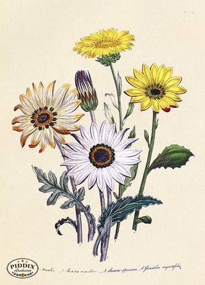 PDXC19330a -- Flowers Color Illustration
