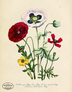 PDXC19333k -- Flowers Color Illustration