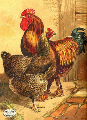 PDXC19380 -- Chickens & Poultry Color Illustration