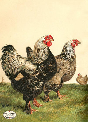 PDXC19386 -- Chickens & Poultry Color Illustration