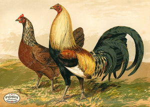 PDXC19399 -- Chickens & Poultry Color Illustration