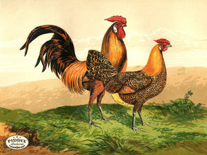 PDXC19400 -- Chickens & Poultry Color Illustration