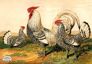 PDXC19401 -- Chickens & Poultry Color Illustration