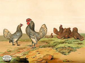 PDXC19415 -- Chickens & Poultry Color Illustration