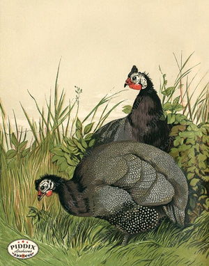 PDXC19421 -- Chickens & Poultry Color Illustration