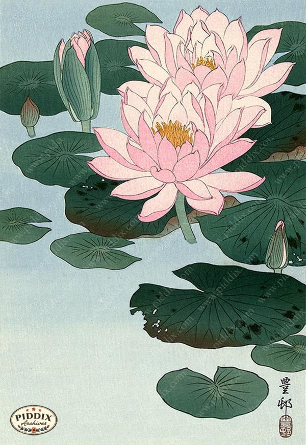 waterlily様 pdxc19550-japanese-water-lily-