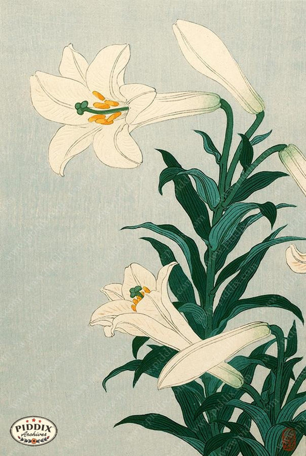 PDXC19696 -- Japanese Lilies - piddix