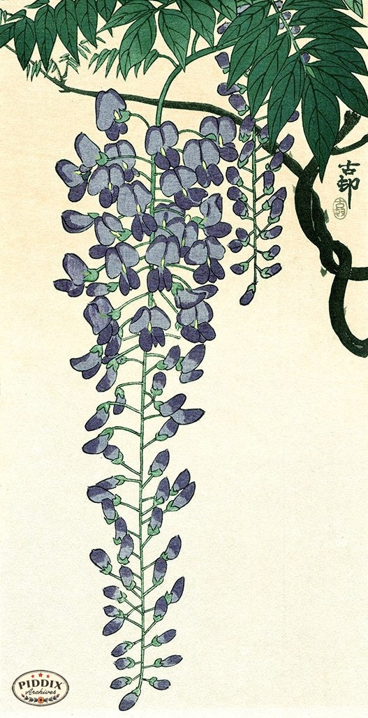 PDXC19730 -- Japanese Wisteria
