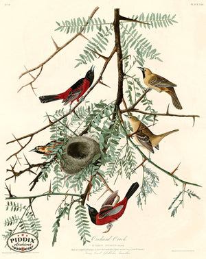 Pdxc20577 -- Audubon Orchard Oriole Color Illustration