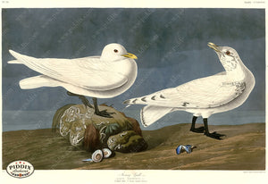 Pdxc20823 -- Audubon Ivory Gull Color Illustration