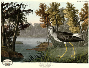 Pdxc20824 -- Audubon Yellow Shank Color Illustration