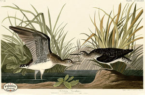 Pdxc20825 -- Audubon Solitary Sandpiper Color Illustration