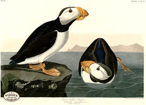 Pdxc20829 -- Audubon Large Billed Puffin Color Illustration