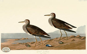 Pdxc20830 -- Audubon Pectoral Sandpiper Color Illustration