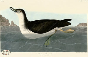 Pdxc20831 -- Audubon Manks Shearwater Color Illustration