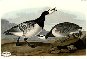 Pdxc20832 -- Audubon Barnacle Goose Color Illustration