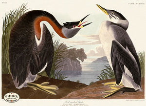 Pdxc20834 -- Audubon Red-Necked Grebe Color Illustration
