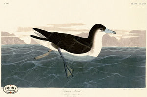 Pdxc20835 -- Audubon Dusky Petrel Color Illustration